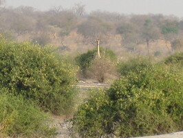 img-195