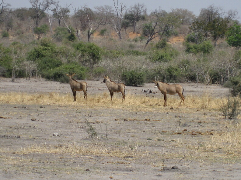 img-198.jpg