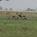 img-224