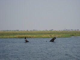 img-225