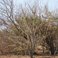 img-228