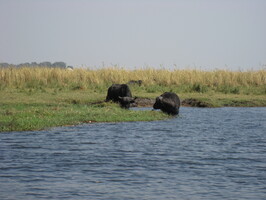 img-233