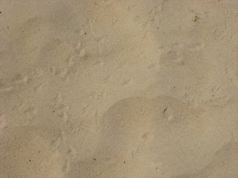 img-282.jpg