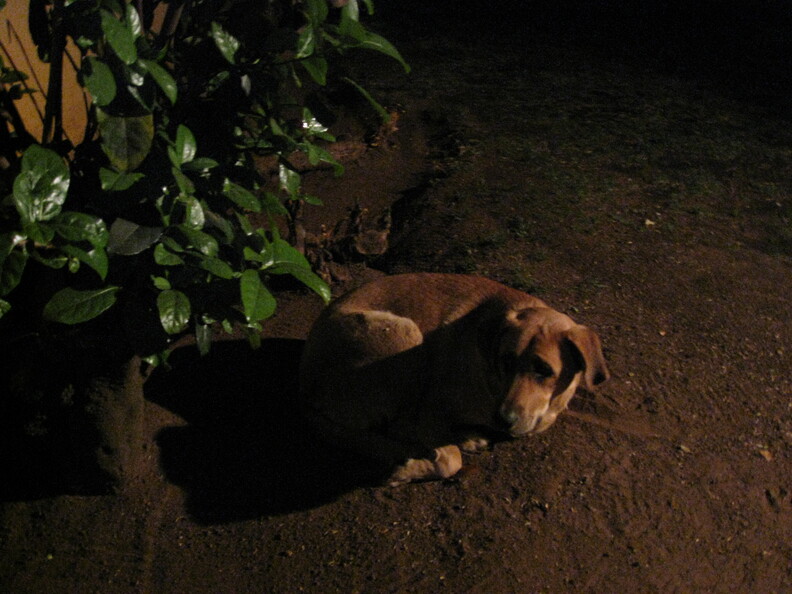 img-294.jpg
