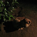 img-294.jpg