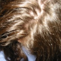 img 0940
