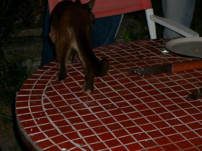 IMGP0740.jpg